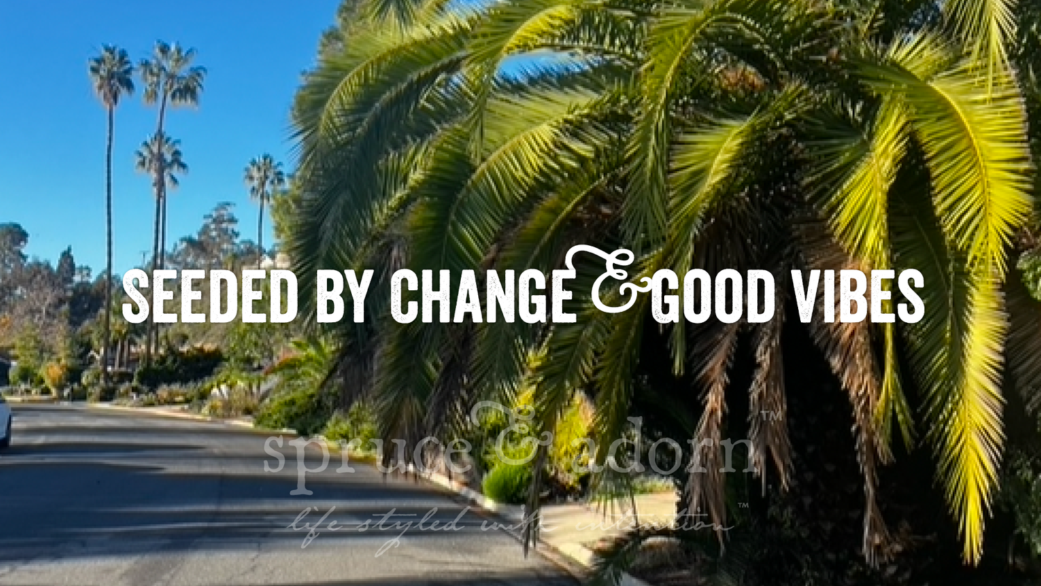 spruce & adorn™ begins 2026 in Southern California, exploring the likes of Torrey Pines, Ocean Side, Ocean Beach, Coronado and North + Balboa Parks. "seeded by change and good vibes" — this is a "life styled with intention" brand. Hug a Tree - pine tree, palm tree, spruce tree, redwood tree, oak tree, etc.